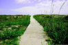 Filename=beach_path_2.jpg
Filesize=173KB
Dimensions=800x533
Date added=Aug 13, 2006 beach_path_2.jpg