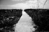 Filename=beach_path_3.jpg
Filesize=124KB
Dimensions=800x533
Date added=Aug 13, 2006 beach_path_3.jpg