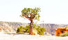 solo_tree_01.jpg