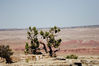 Filename=solo_tree_02.jpg
Filesize=92KB
Dimensions=800x533
Date added=Aug 13, 2006 solo_tree_02.jpg