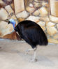 Filename=cassowary.jpg
Filesize=80KB
Dimensions=503x600
Date added=Aug 13, 2006 cassowary.jpg
