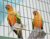 Filename=conures_sun.jpg
Filesize=61KB
Dimensions=633x502
Date added=Aug 13, 2006 conures_sun.jpg