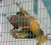 Filename=parrot_01.jpg
Filesize=84KB
Dimensions=600x528
Date added=Aug 13, 2006 parrot_01.jpg