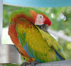 Filename=parrot_02.jpg
Filesize=66KB
Dimensions=600x559
Date added=Aug 13, 2006 parrot_02.jpg