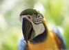 Filename=parrot_03.jpg
Filesize=35KB
Dimensions=716x524
Date added=Aug 13, 2006 parrot_03.jpg
