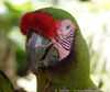 Filename=parrot_04.jpg
Filesize=52KB
Dimensions=586x493
Date added=Aug 13, 2006 parrot_04.jpg