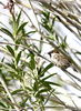 Filename=p_bird_1.JPG
Filesize=122KB
Dimensions=585x800
Date added=May 03, 2008 p_bird_1.JPG