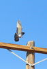 p_pigeon_1.JPG