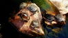 Filename=p_turtles_duck.JPG
Filesize=171KB
Dimensions=637x359
Date added=May 03, 2008 p_turtles_duck.JPG